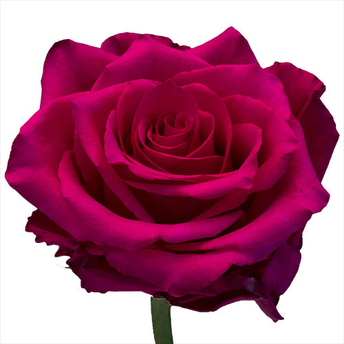 Dark Hot Pink Rose Symbolism