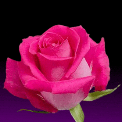 Dark Pink Rose Meaning