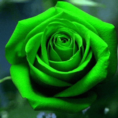 Green Rose Flower Meanings