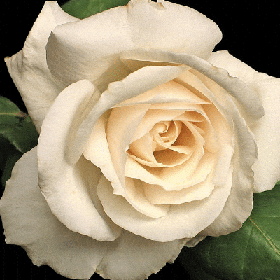 Ivory Rose Flower Meanings