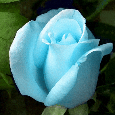 Light Blue Rose Meaning
