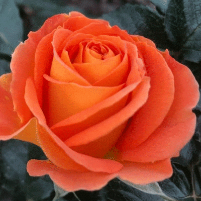 Orange Rose Meaning