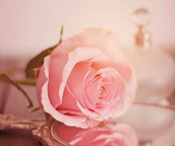 Pink rose history in mirror time