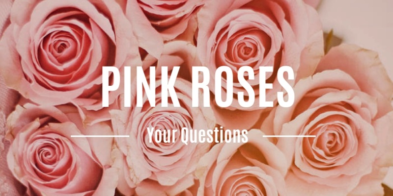 Pink Roses Frequently Asked Questions