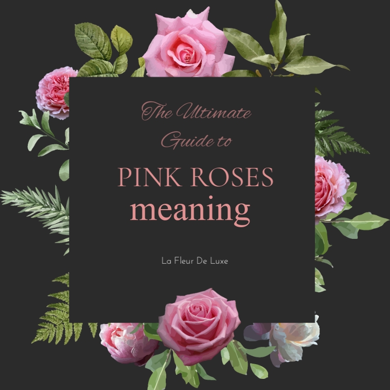 Pink Roses Meanings, Symbolism, History