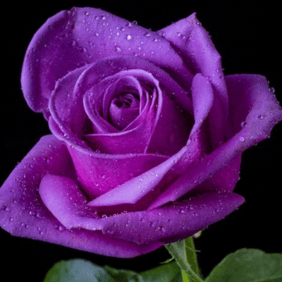 Purple Rose Flower Meanings