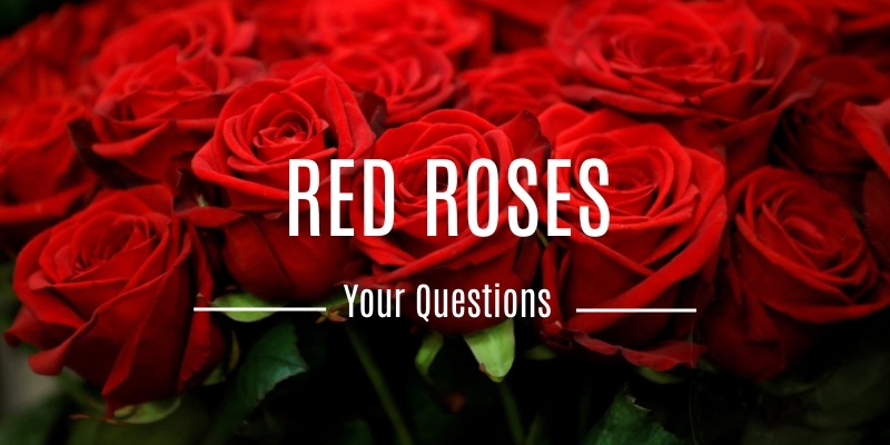 Red Roses Frequently Asked Questions