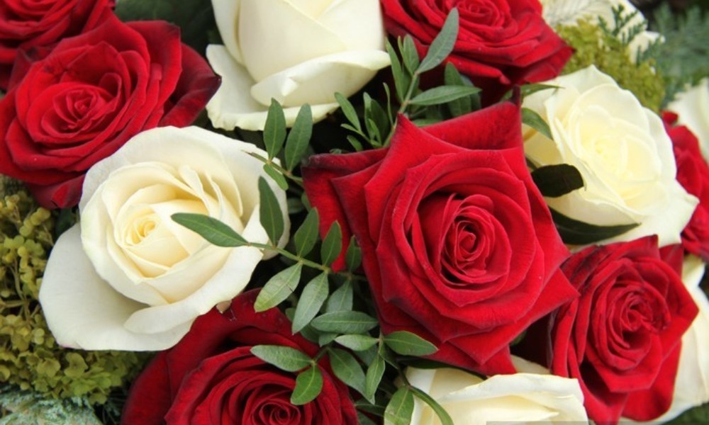White and Red Roses