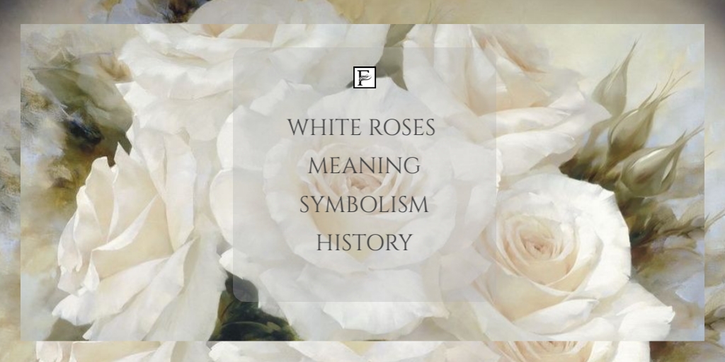 White Roses Meanings, Symbolism, History