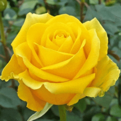 Yellow Rose Flower Meanings